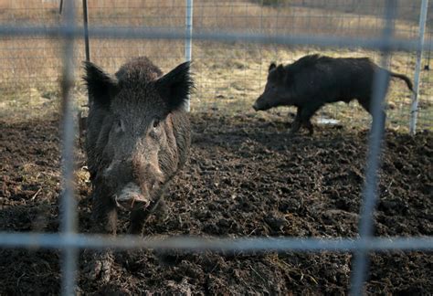 Exploding wild pig population on western Canadian prairie threatens to invade northern US states